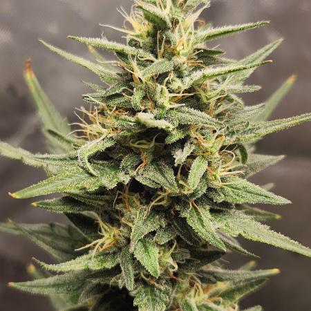 Orange Sherbet