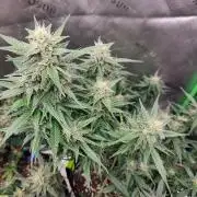 Gorilla Cookies