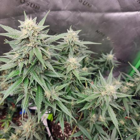 Gorilla Cookies
