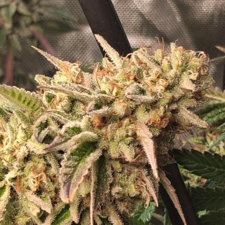 SinCity Strawberry Merringue