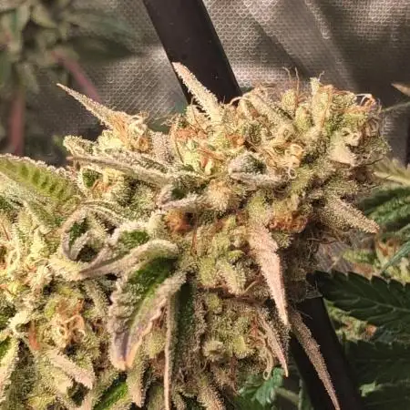SinCity Strawberry Merringue
