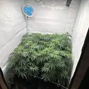 PINK PIE-KARMA GENETICS