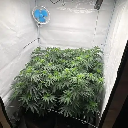 PINK PIE-KARMA GENETICS