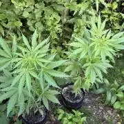Outdoor Gurella Grow 2026