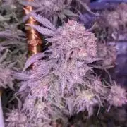 Grand Daddy Purp #6