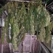 Durban Poison #9