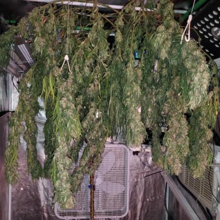 Durban Poison #9
