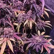 Grand Daddy Purp C#3