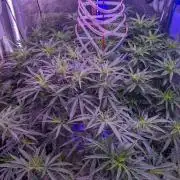 Black Indica C#7