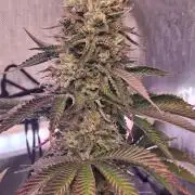 Jack Herer C#15