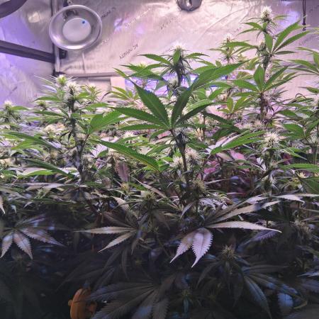 Ultraviolet C#15