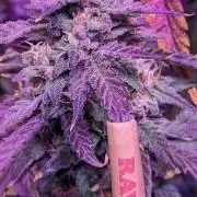 Purple Lemonade C#8