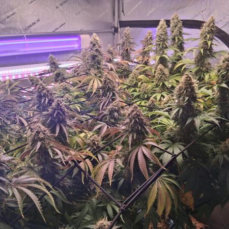 Jack Herer C#15