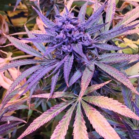 Grape Guava #13
