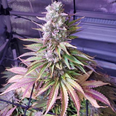 Cherry Gelato C#11