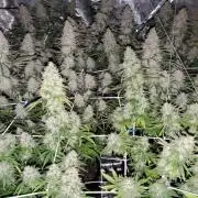 Fruity Pebbles C#1