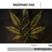 "The Φsis"
