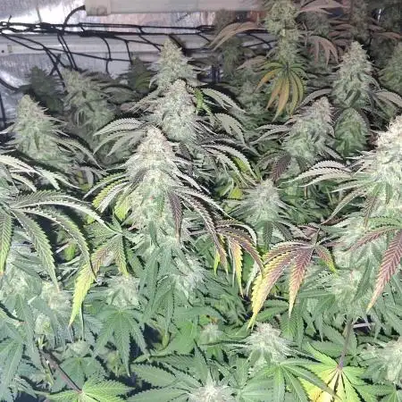 Jack Herer C#15