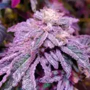 Jack Herer C#4