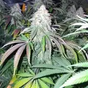 Jack Herer C#15
