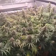 Herer C#15