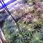 Ultraviolet C#15