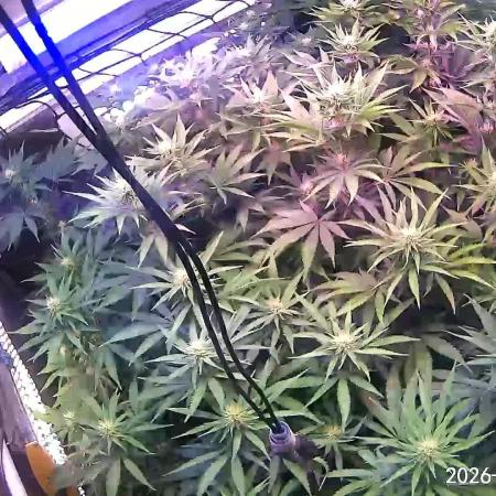 Ultraviolet C#15