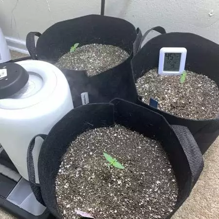 Triple LSD Grow