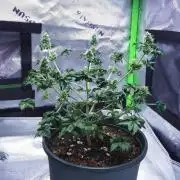 Blueberry Bastard F5 (Seed Run) - 7 East