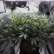 Maverick's Crush (Seed Run) - Mephisto