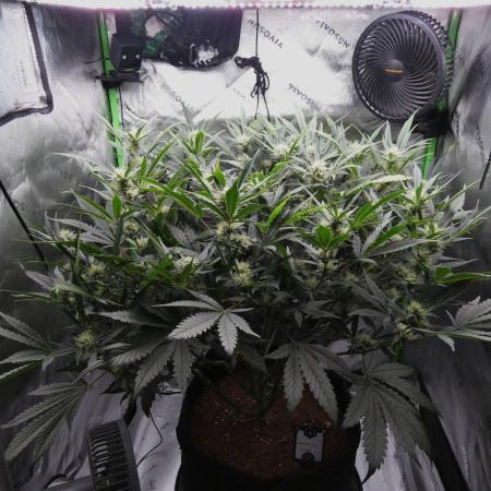Maverick's Crush (Seed Run) - Mephisto