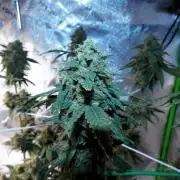 Blueberry - QCS