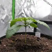 Raspberry Beret (Indica Pheno)