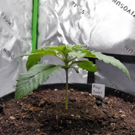 Raspberry Beret (Indica Pheno)