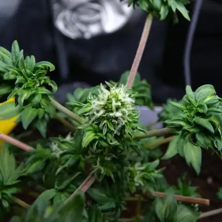 Blueberry Bastard Seed Run