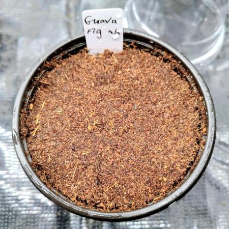 Guava Fig - Mephisto