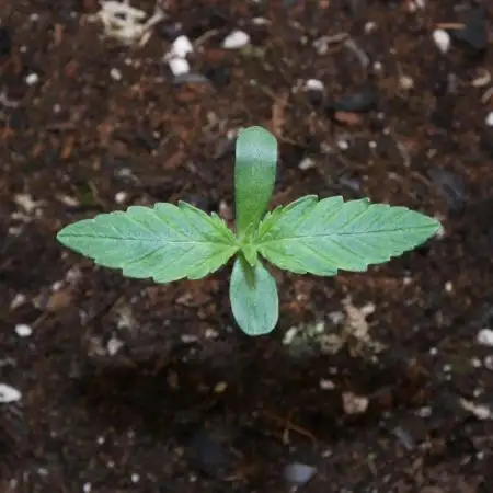 Grape Crinkle - Mephisto
