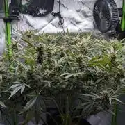 Maverick's Crush - Mephisto