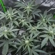Project "Beverly Krusher" Part 2