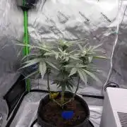 Crush Kush - QCS