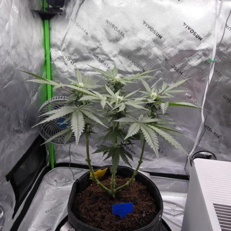 Crush Kush - QCS