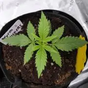 Wyrm Whiskers F1 (regular seeds)
