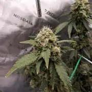Blueberry