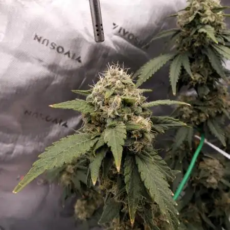 Blueberry
