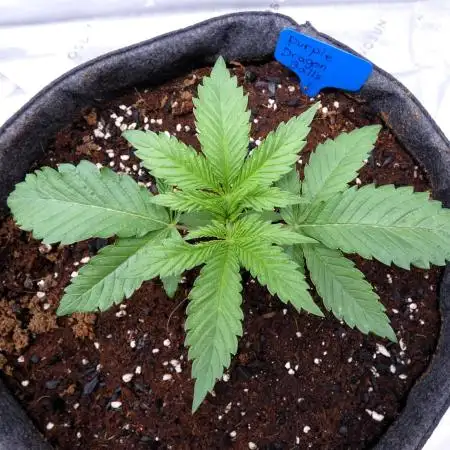 Purple Dragon Balls - 7 East Genetics