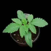 QC Afghanistan Kush - QCS