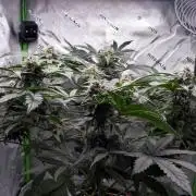 Crush Kush (Seed Run) - QCS