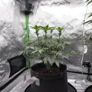 Stress Test Grow
