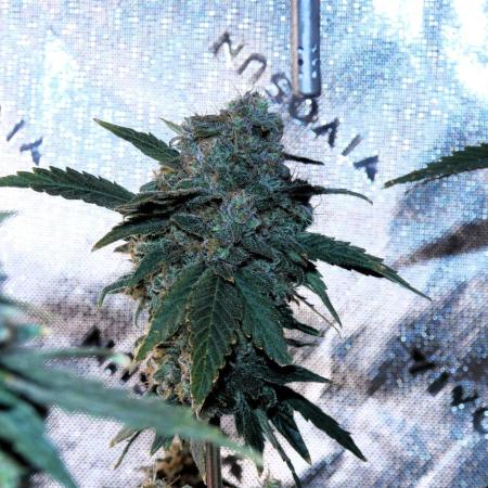 Blueberry - QCS