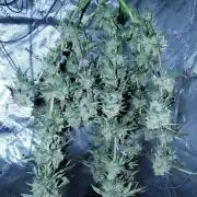 Blueberry - QCS